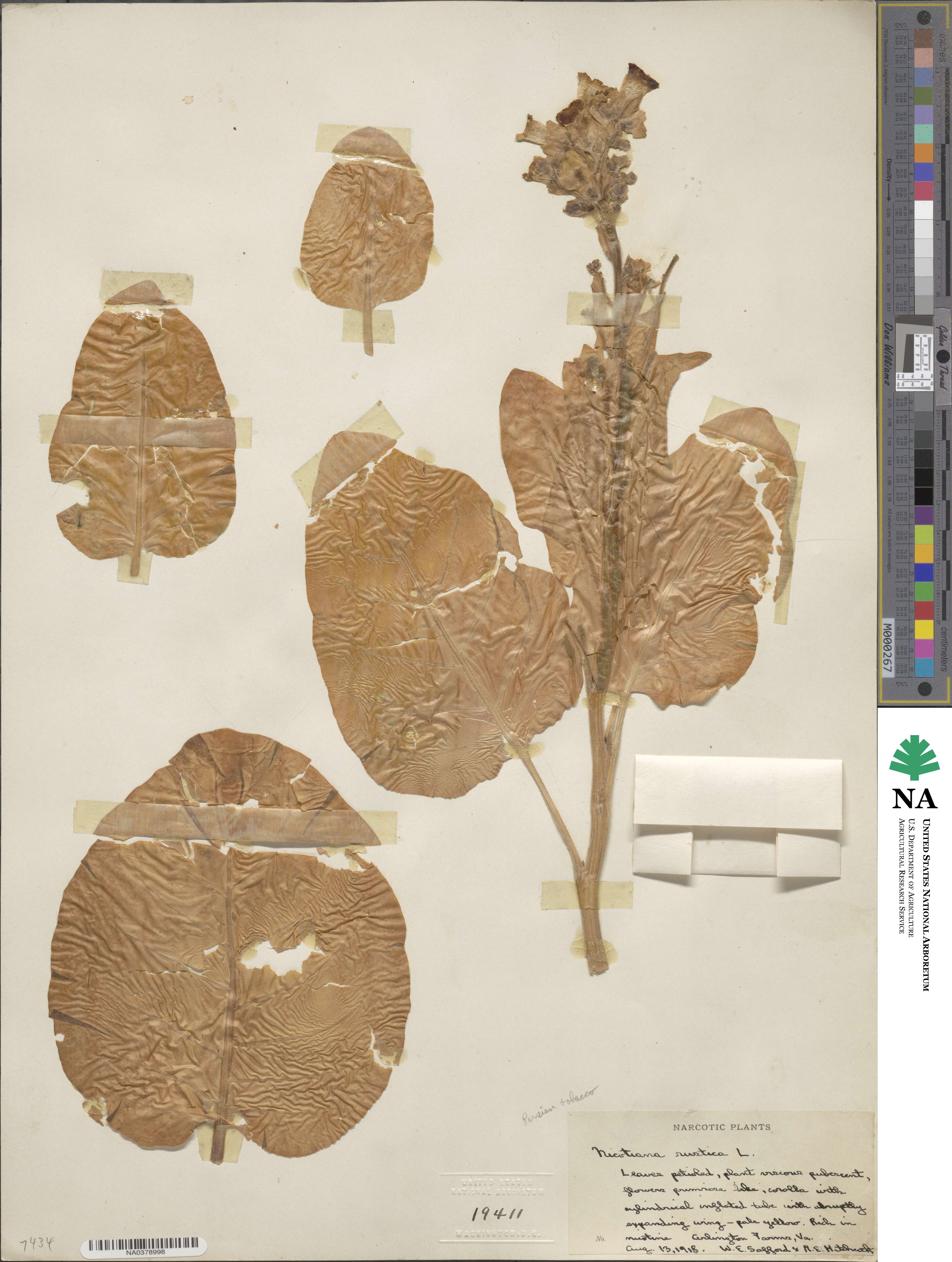 Nicotiana rustica image