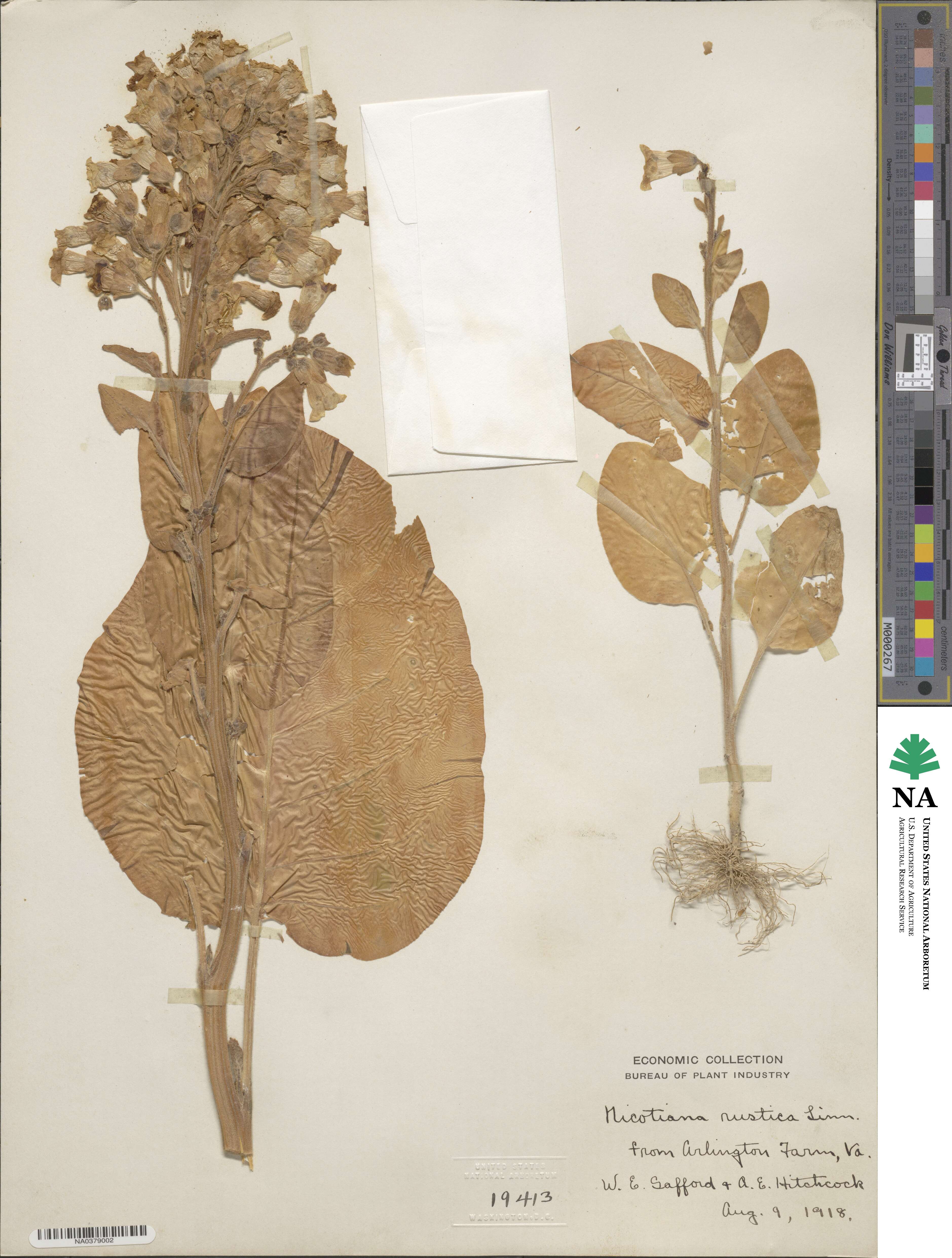 Nicotiana rustica image