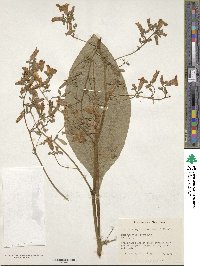 Nicotiana wigandioides image