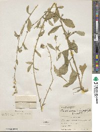 Nicotiana obtusifolia image