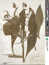 Image of Nicotiana tomentosiformis