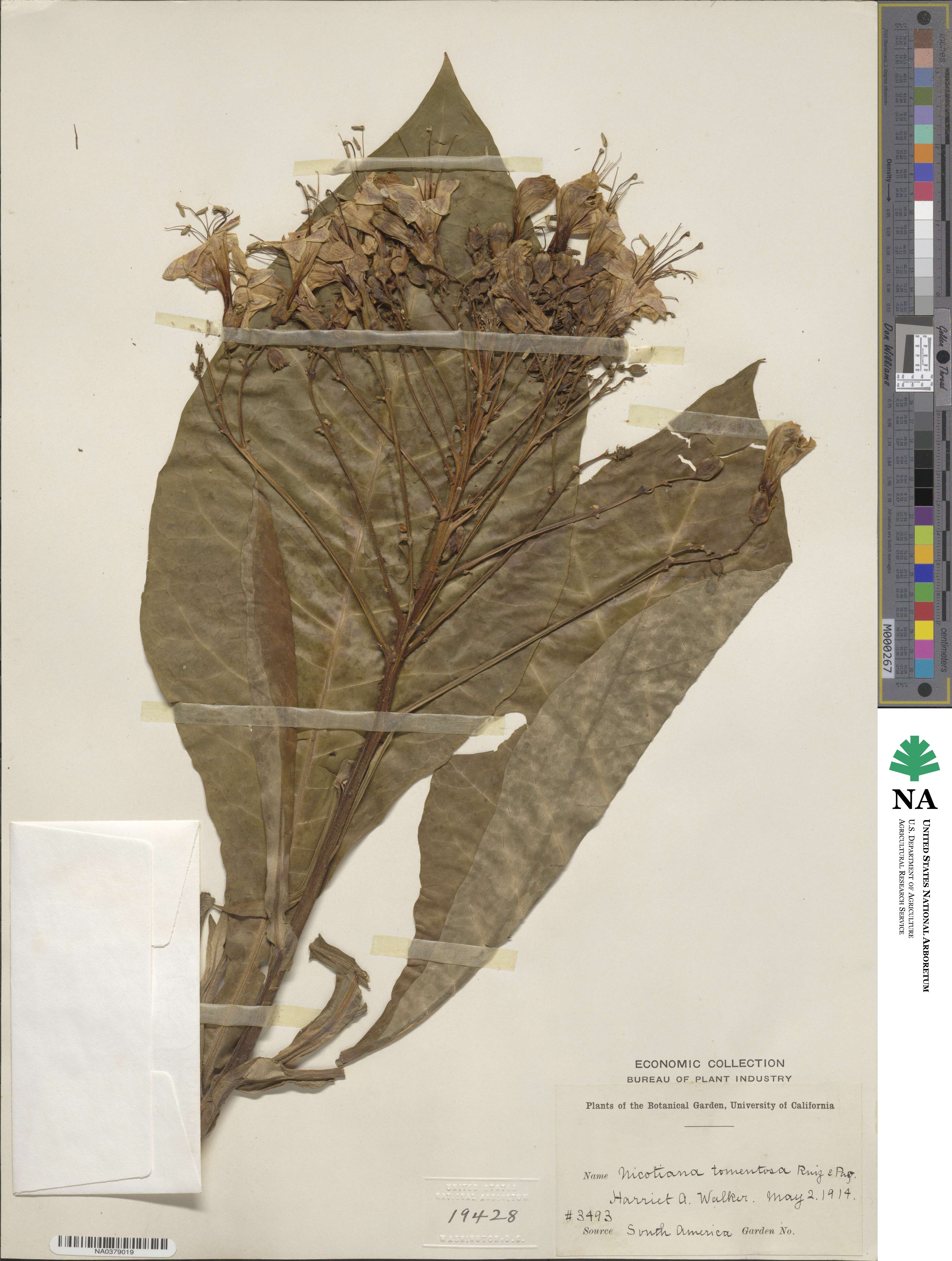 Nicotiana tomentosa image