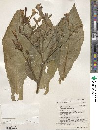 Nicotiana tabacum image