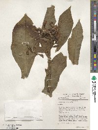 Nicotiana tabacum image