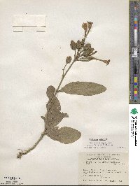 Nicotiana tabacum image