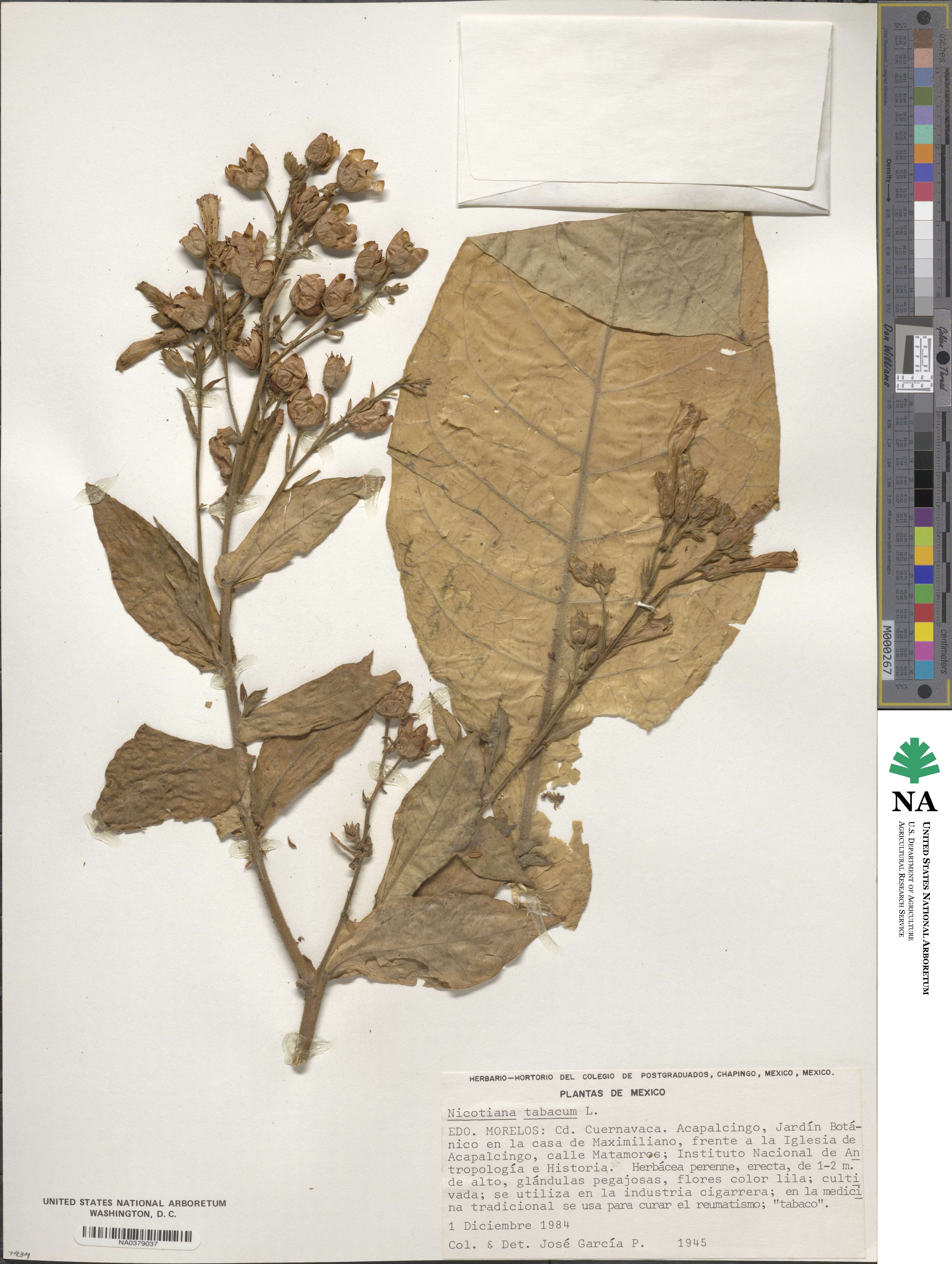 Nicotiana tabacum image