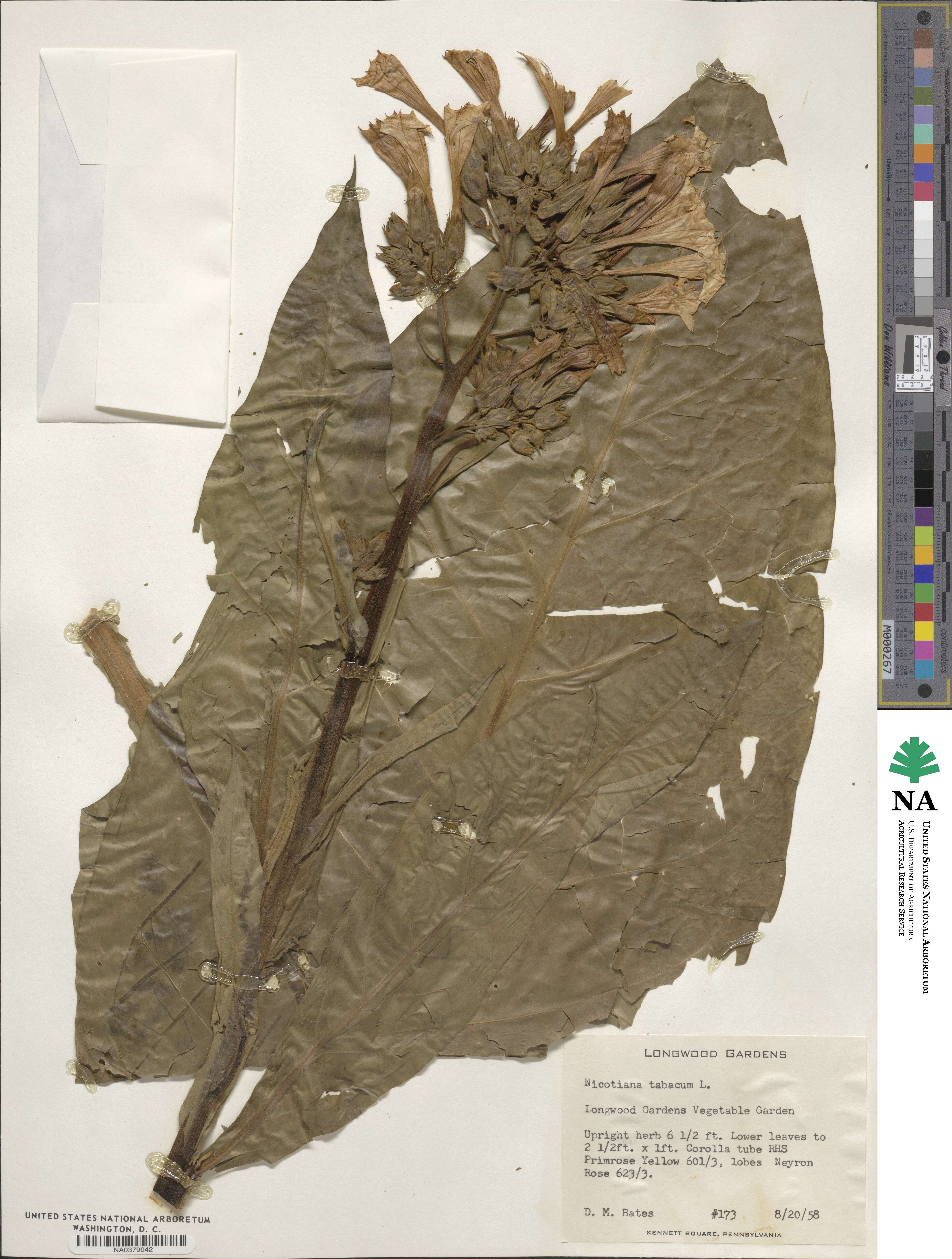 Nicotiana image