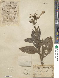 Nicotiana tabacum image