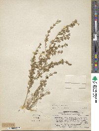 Calibrachoa parviflora image