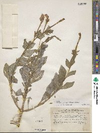 Petunia axillaris subsp. axillaris image