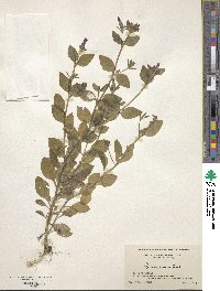 Petunia integrifolia image