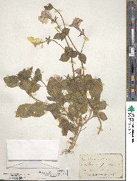 Petunia integrifolia image