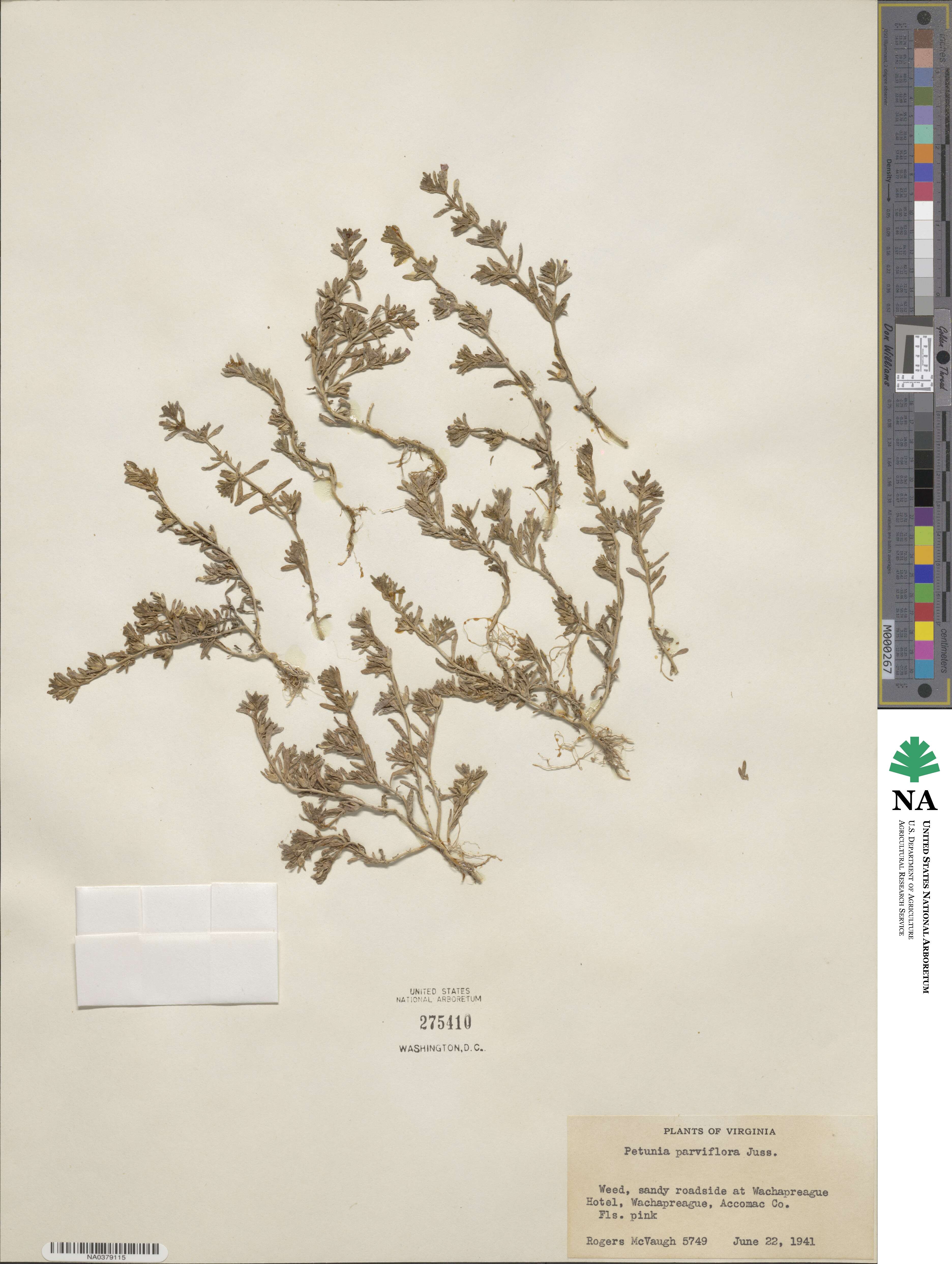 Calibrachoa parviflora image