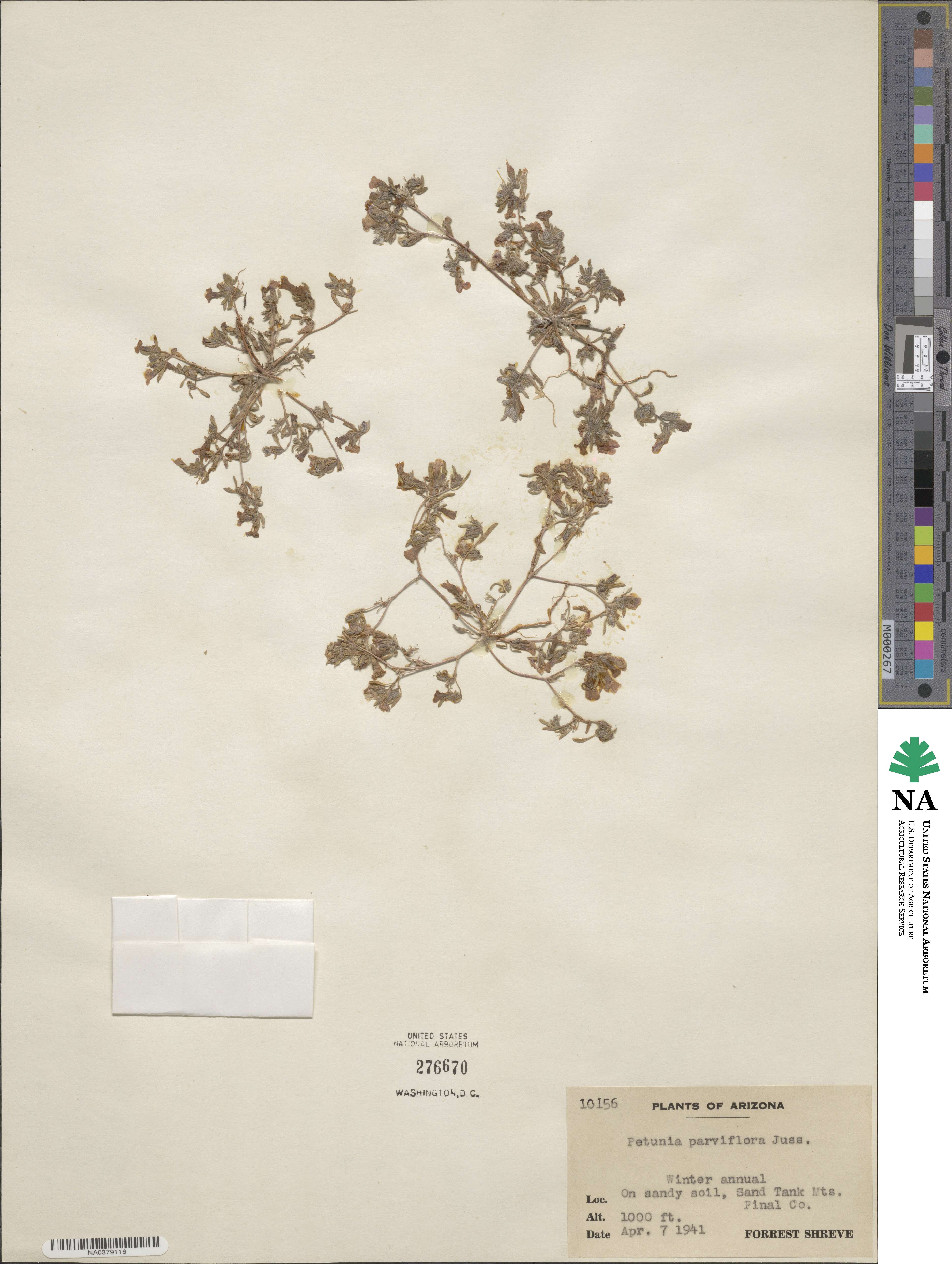Calibrachoa parviflora image