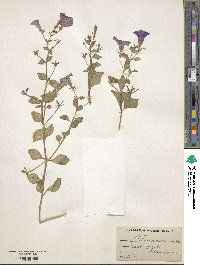 Petunia integrifolia image