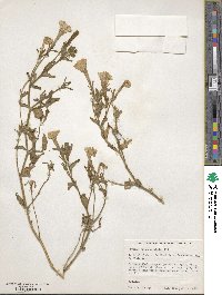 Petunia integrifolia image