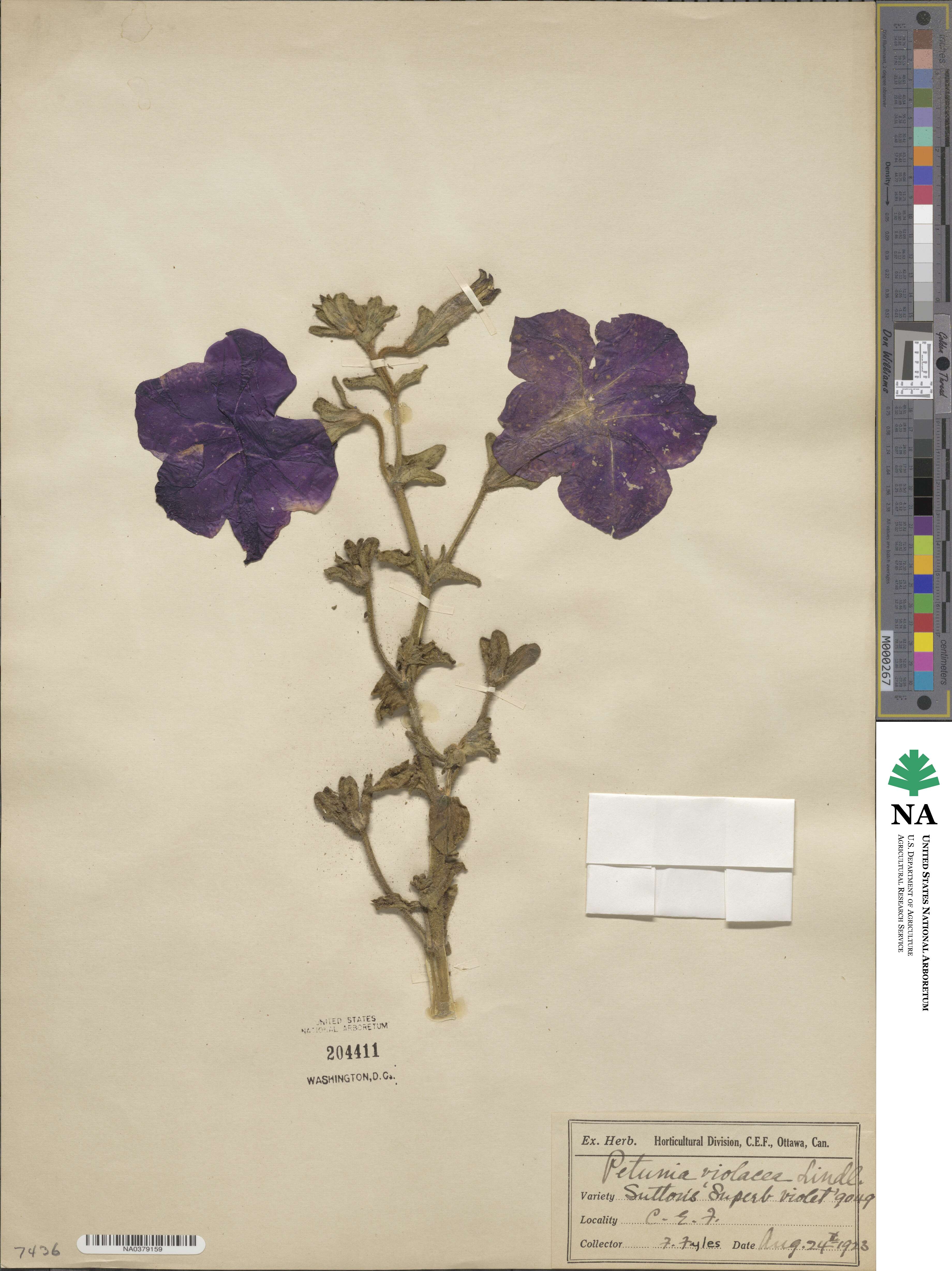 Petunia integrifolia subsp. integrifolia image