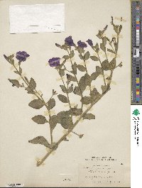 Petunia integrifolia subsp. integrifolia image