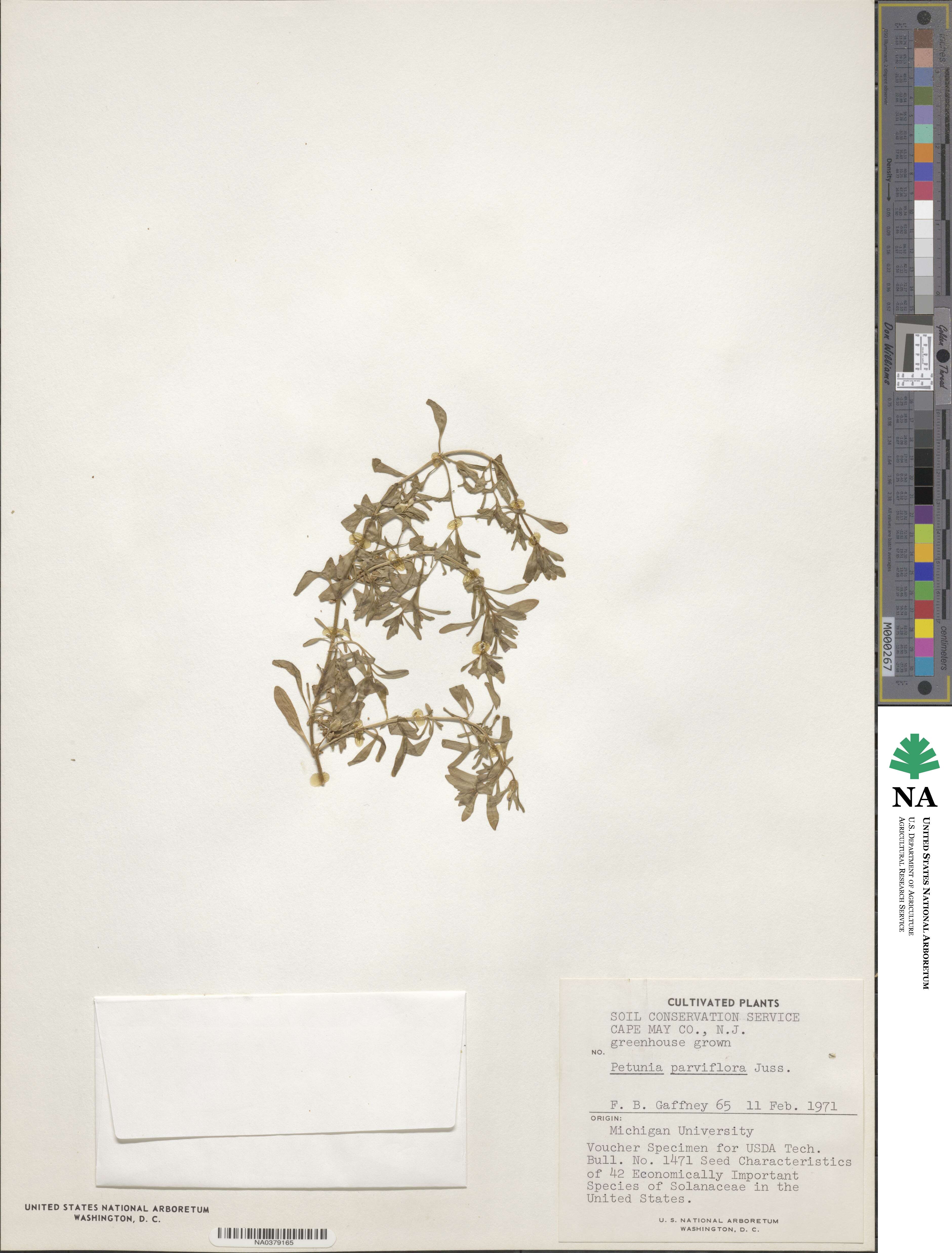 Calibrachoa parviflora image