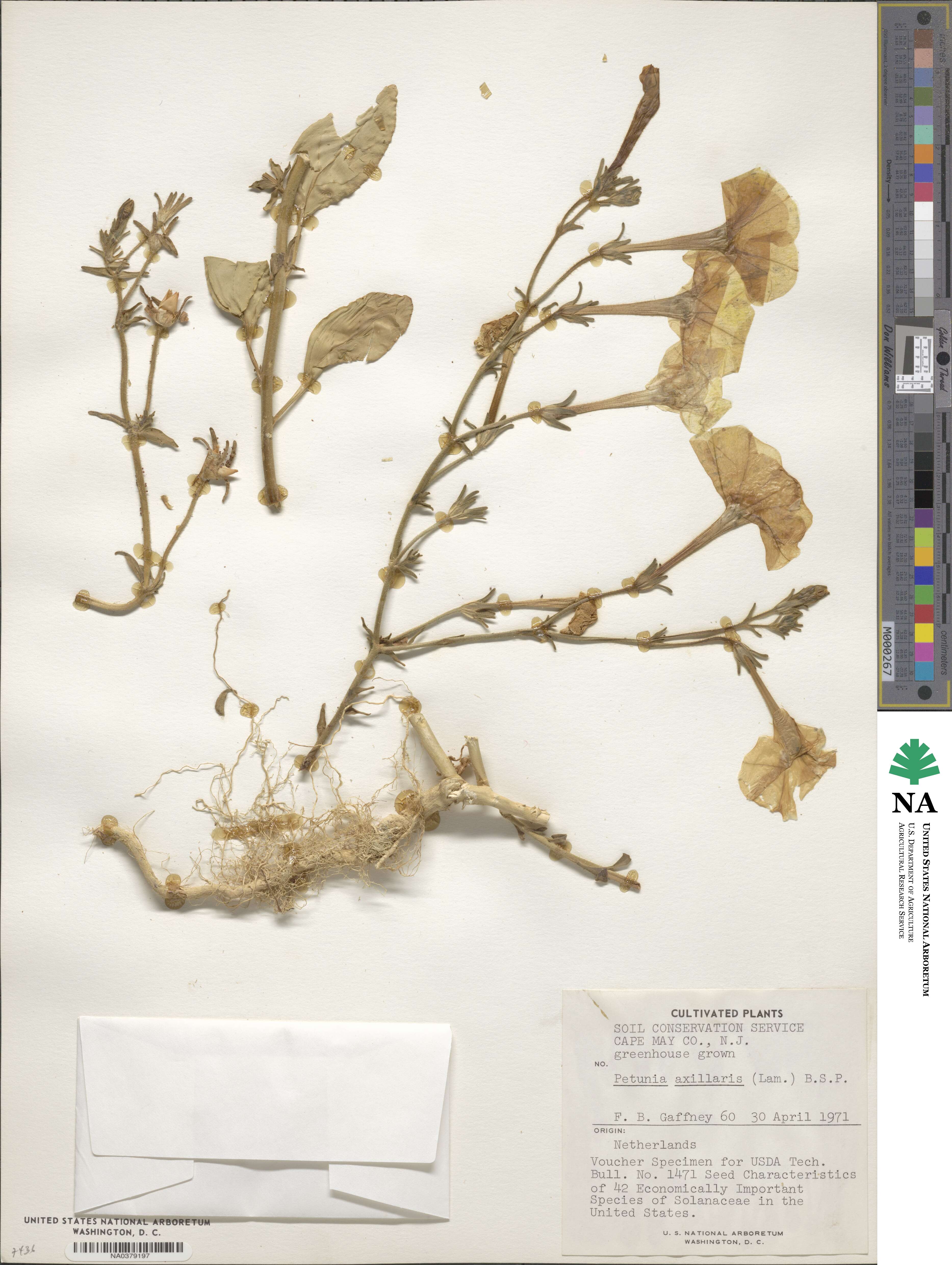 Petunia axillaris image