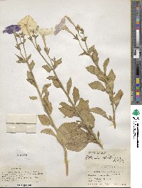 Petunia axillaris image