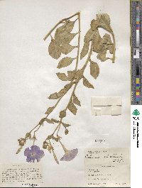 Petunia axillaris image