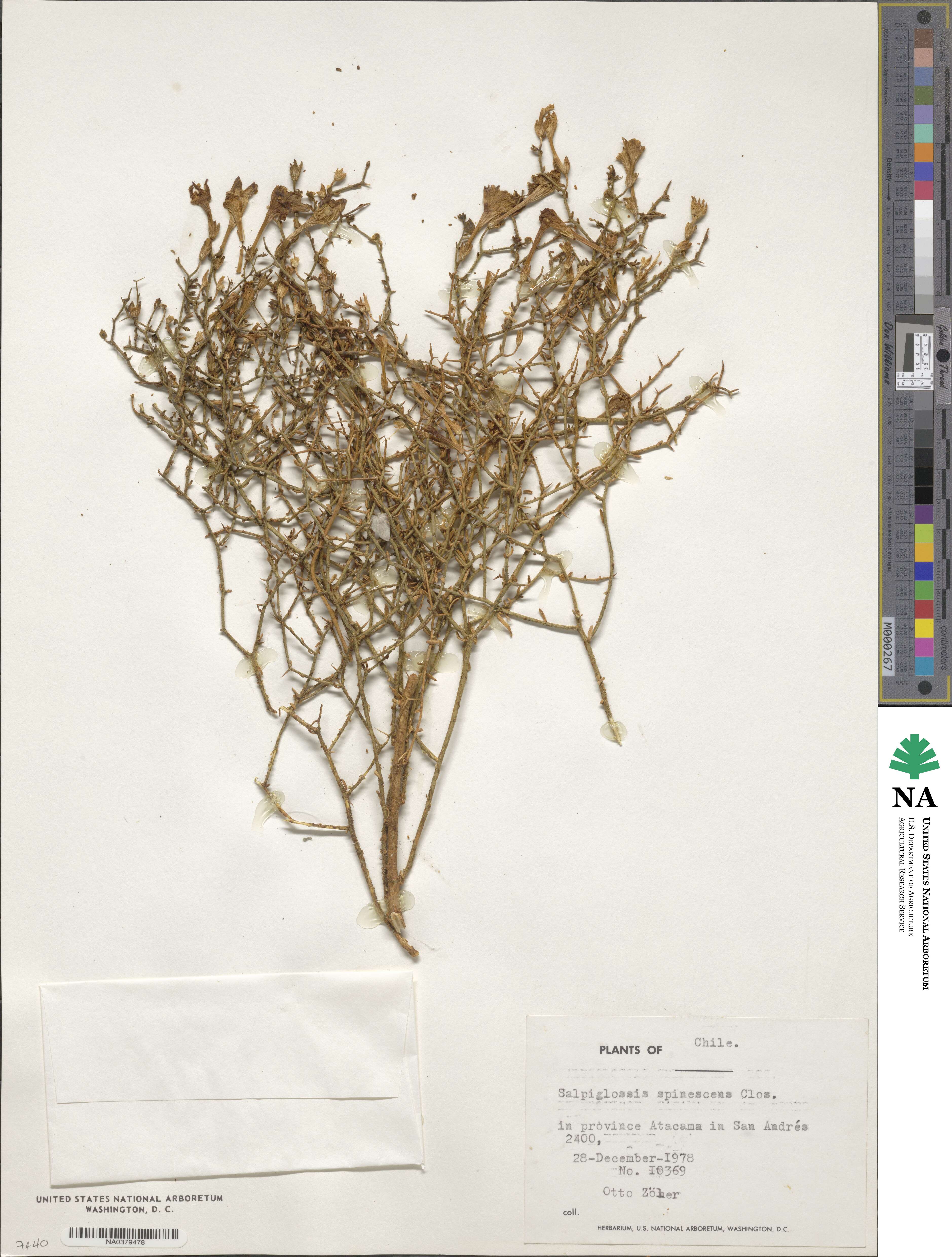 Salpiglossis spinescens image
