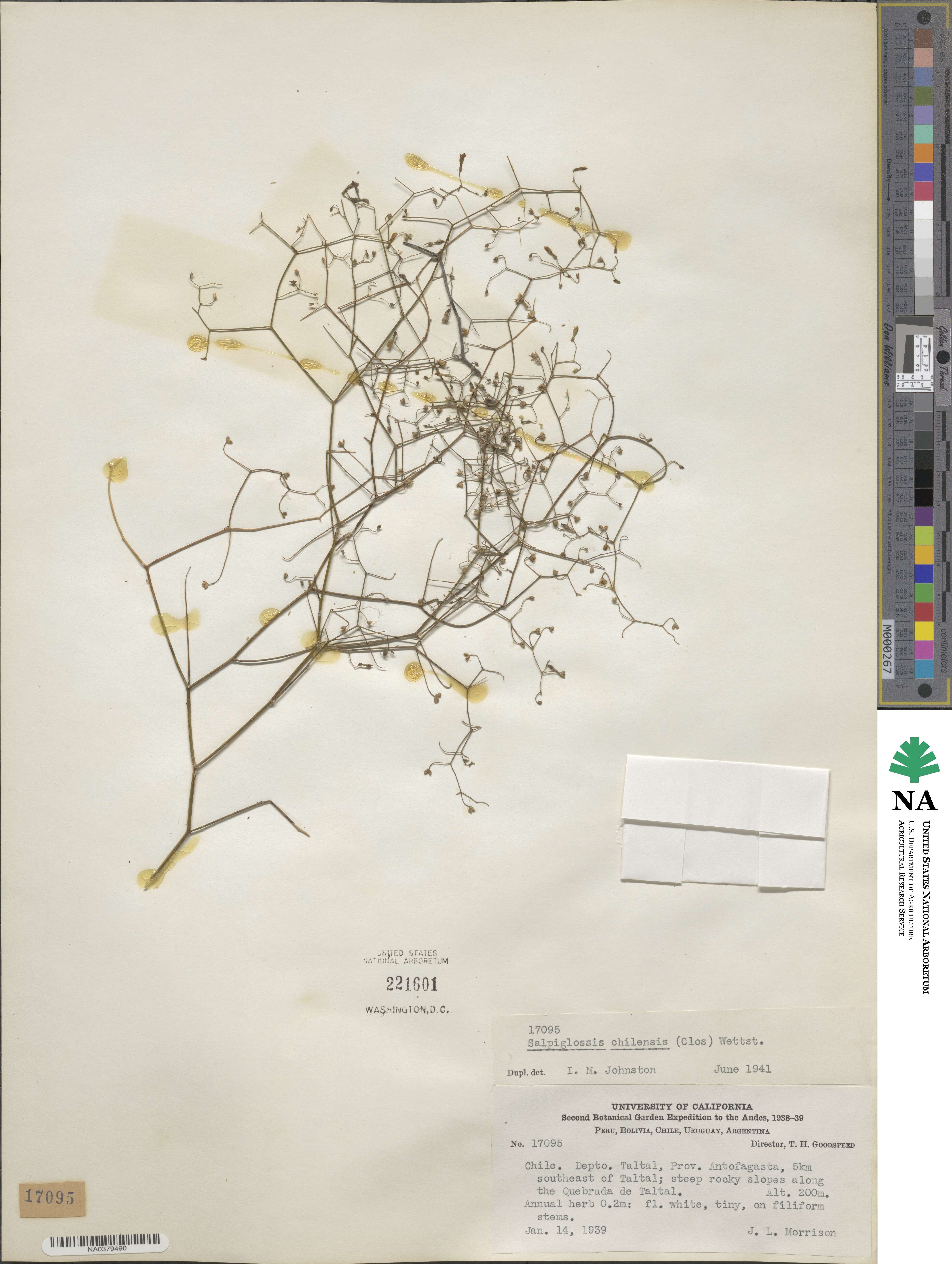 Reyesia chilensis image