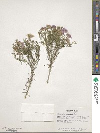 Nierembergia linariifolia image