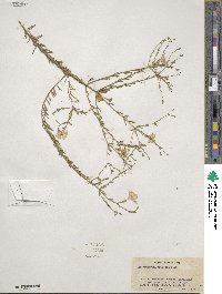 Nierembergia linariifolia image