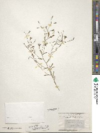 Nierembergia linariifolia image