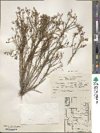 Nierembergia linariifolia image