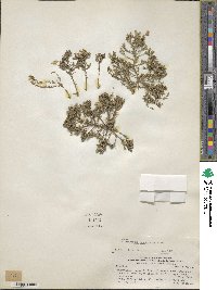 Nierembergia linariifolia image