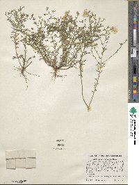 Nierembergia linariifolia image