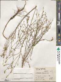 Nierembergia linariifolia image