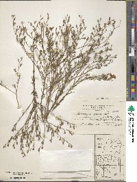 Nierembergia linariifolia image