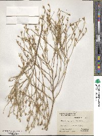 Nierembergia linariifolia image