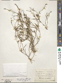 Nierembergia linariifolia image