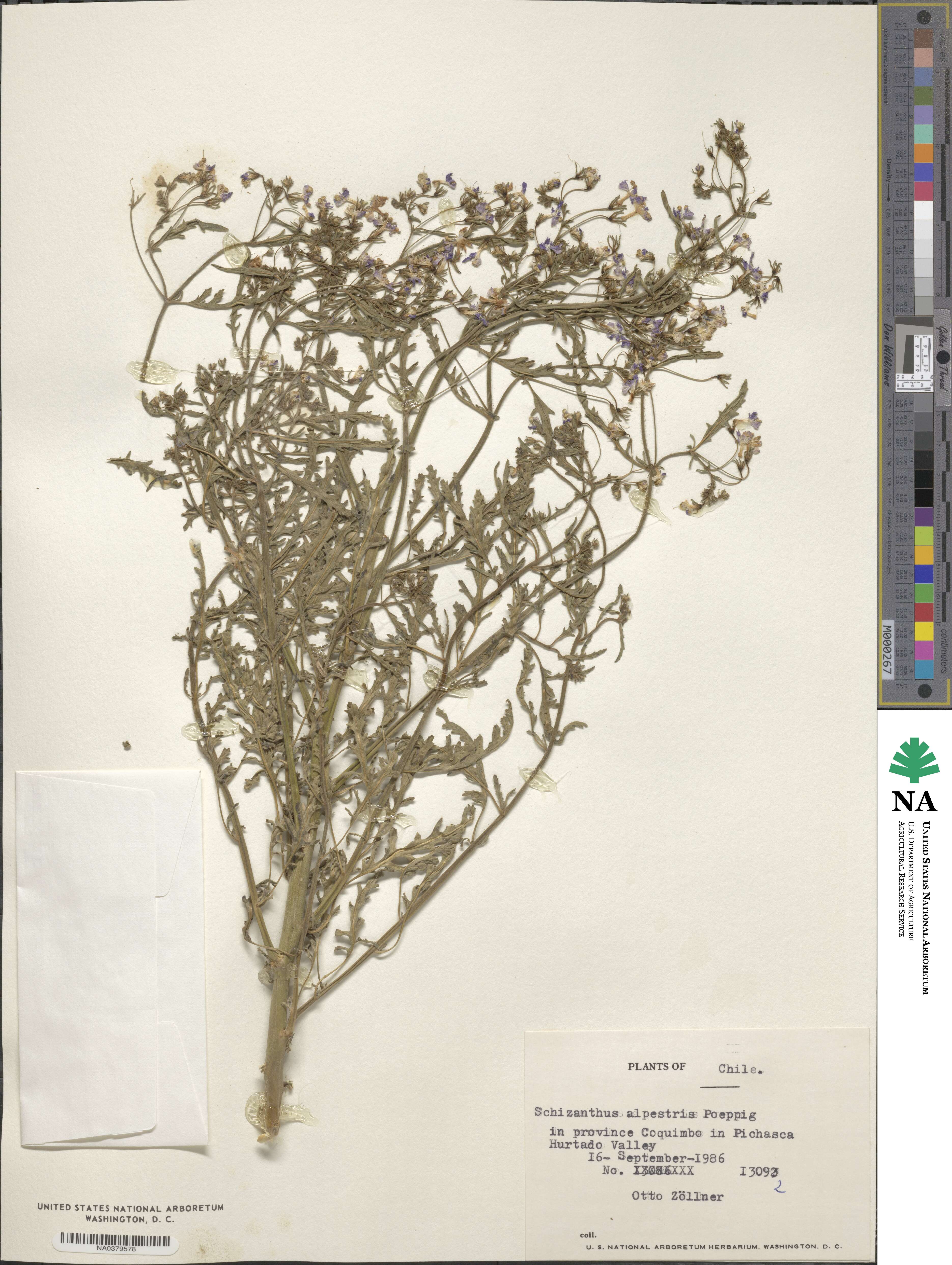 Schizanthus alpestris image