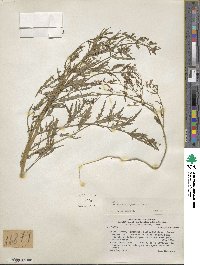 Schizanthus alpestris image