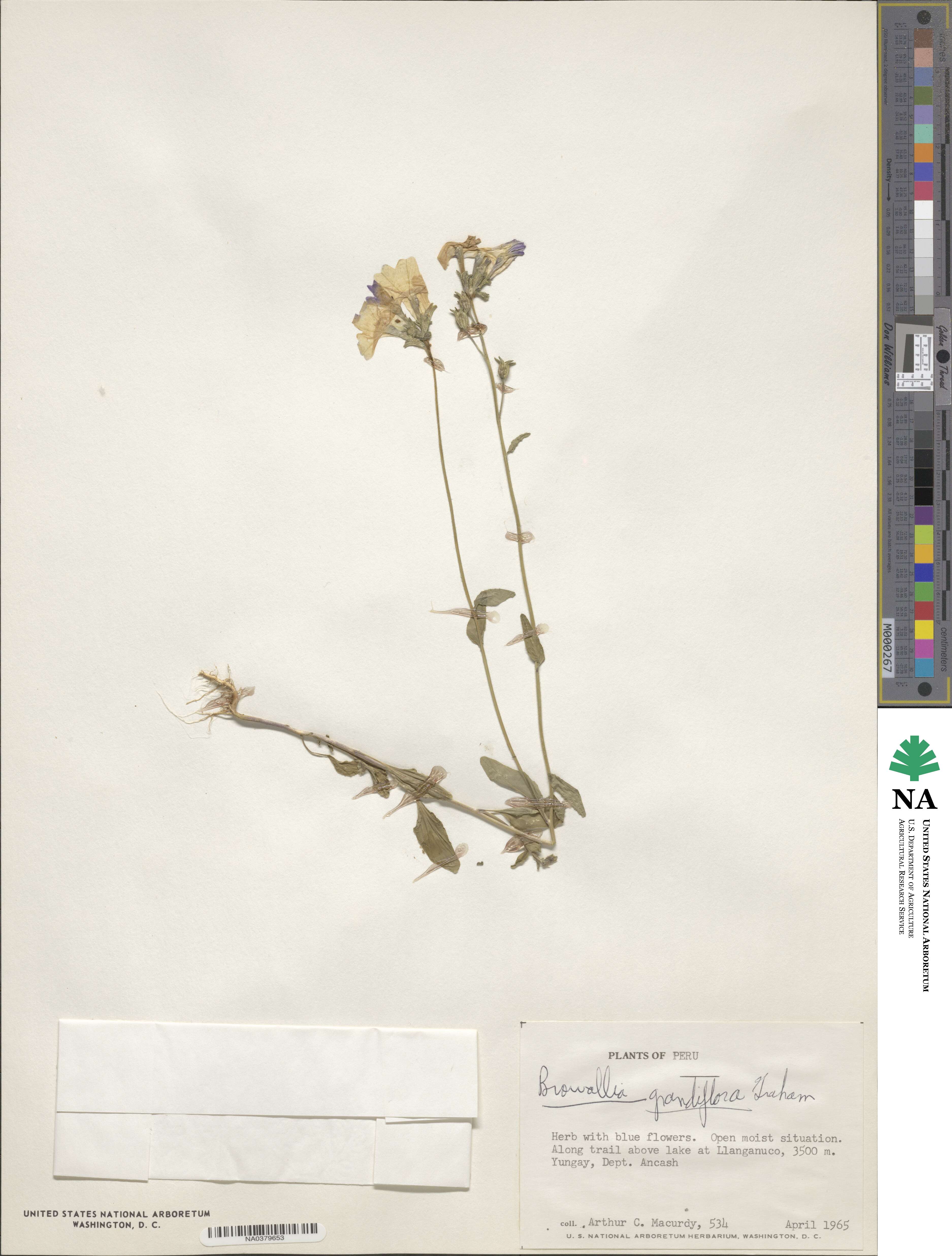 Browallia grandiflora image