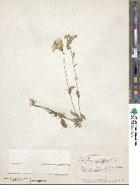 Browallia grandiflora image