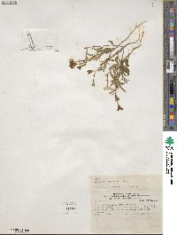 Browallia grandiflora image