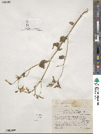 Browallia grandiflora image