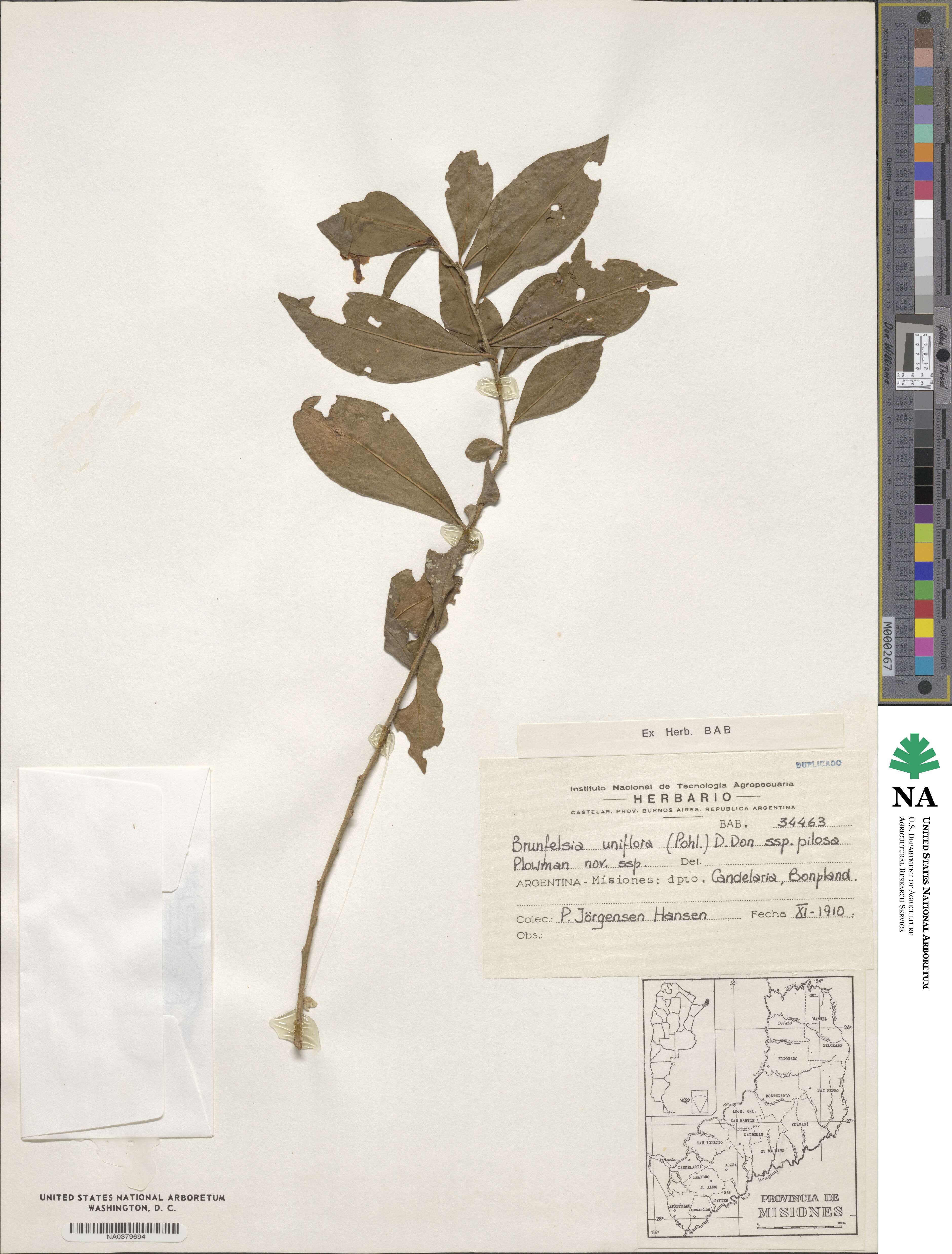 Brunfelsia uniflora image