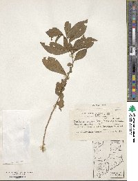 Brunfelsia uniflora image