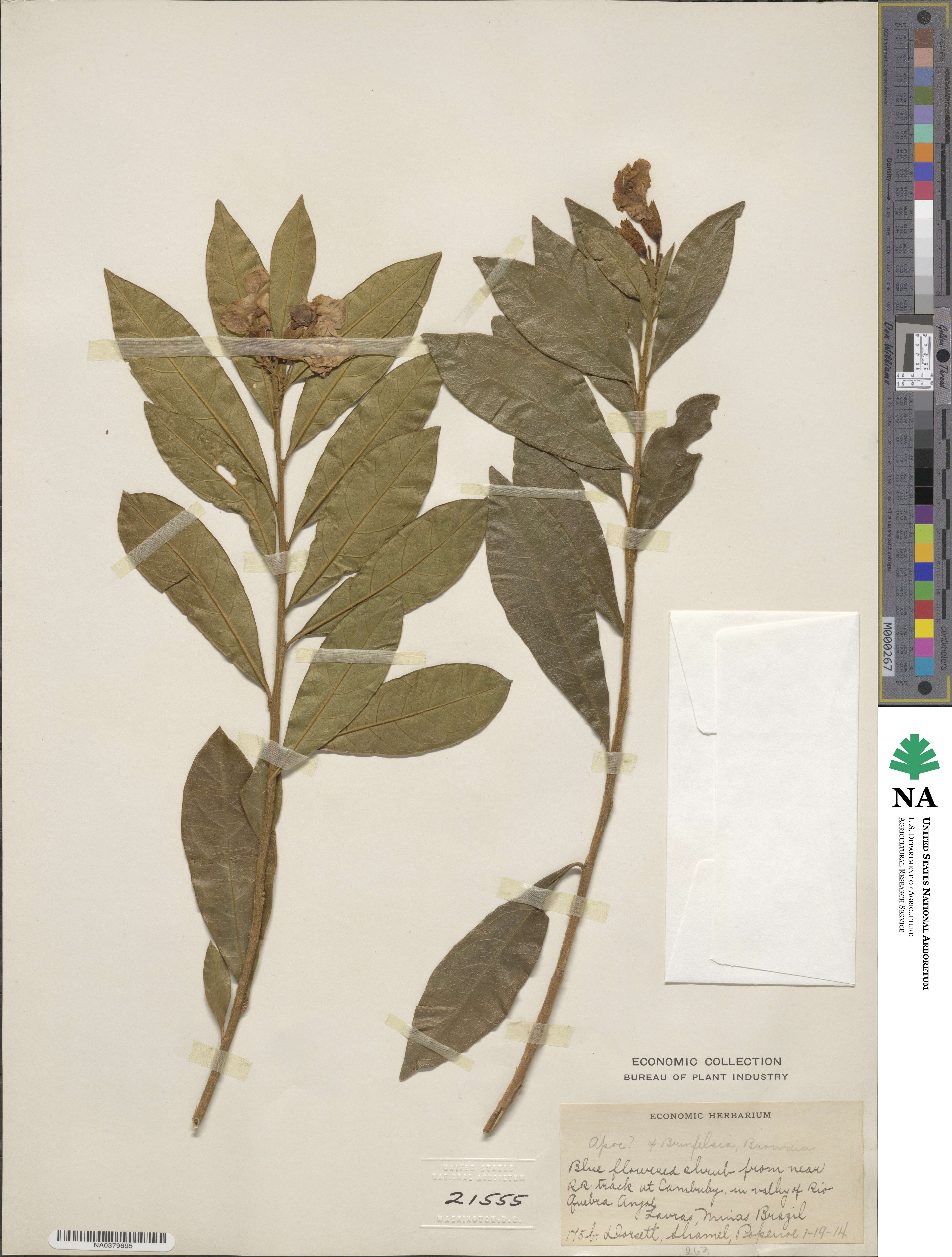 Brunfelsia brasiliensis subsp. brasiliensis image