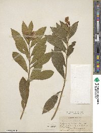 Brunfelsia brasiliensis subsp. brasiliensis image