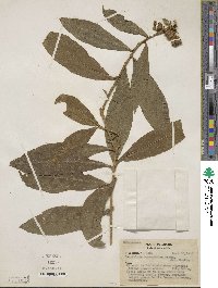 Brunfelsia brasiliensis image