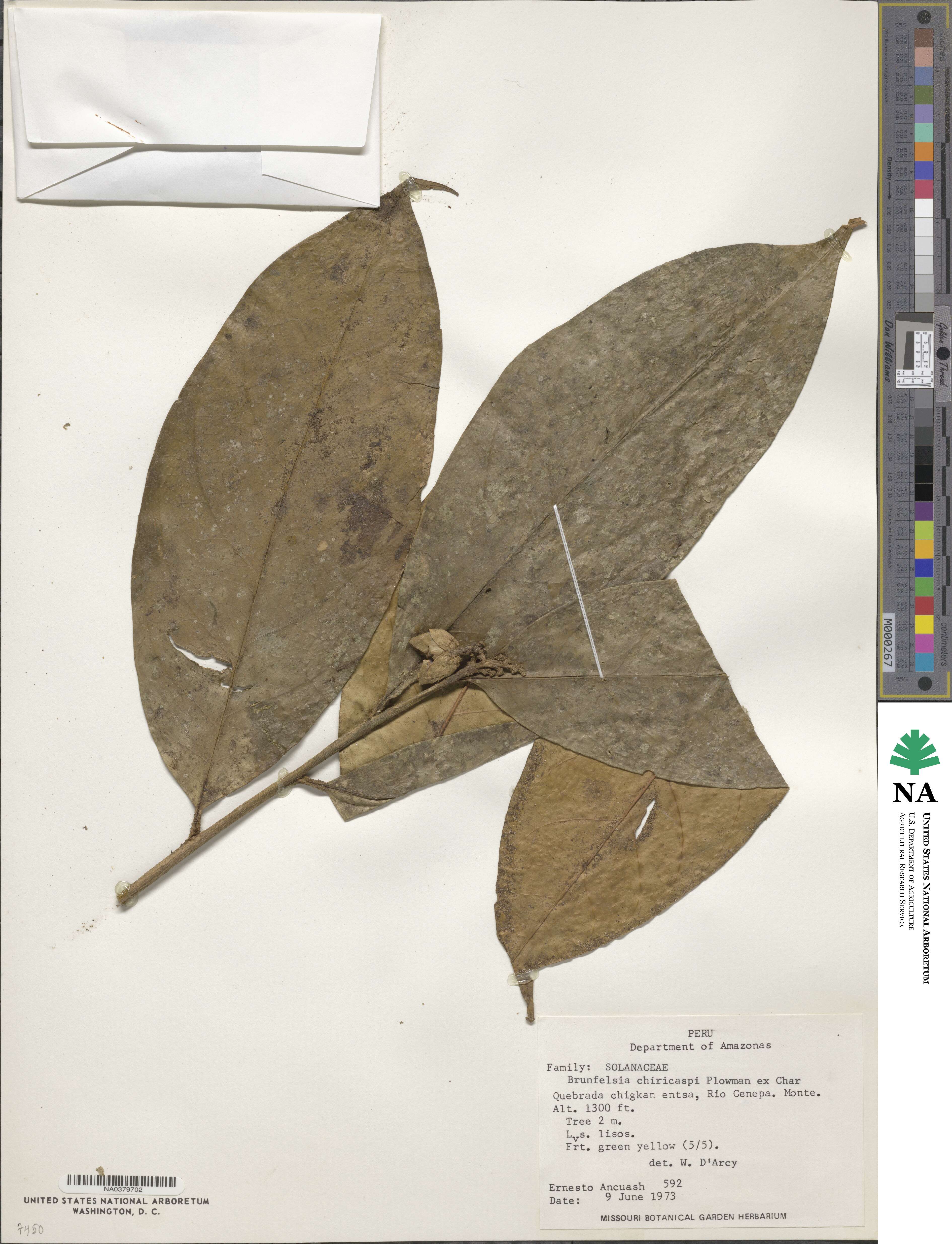 Brunfelsia chiricaspi image